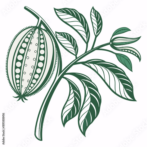 Illustrated cacao pod on branch
