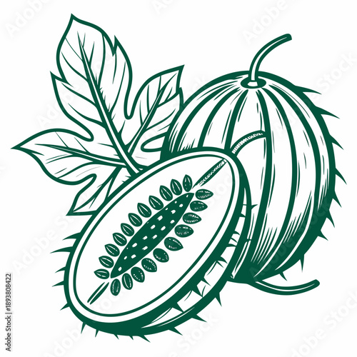 Illustration of cocoa pod with leaves