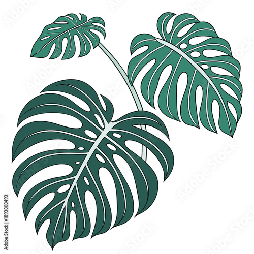 Tropical monstera leaves