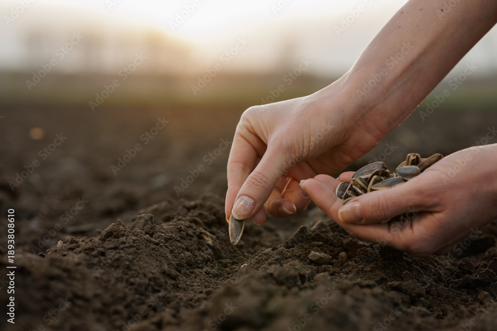 Obraz premium Hand sowing sunflower seed into prepared soil outdoors during planting season