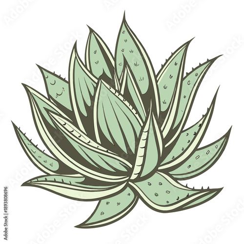 Green succulent plant with spikes