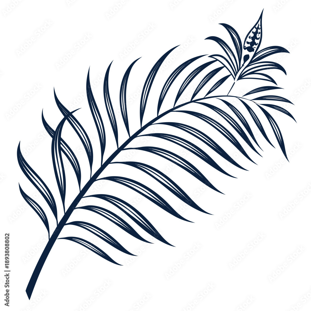 Fototapeta premium Elegant feather illustration