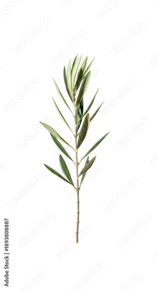 Obraz premium Elegant single vertical olive branch with silvery-green leaves and subtle shadow against a transparent background, ultra detailed sharp focus, conveying natural purity concept.