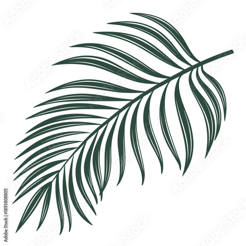 Single tropical leaf