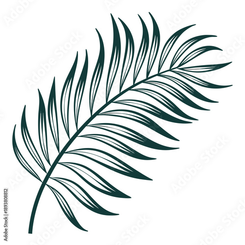 Elegant single palm leaf