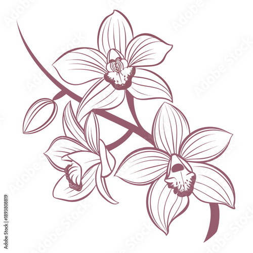 Delicate orchid blooms on branch