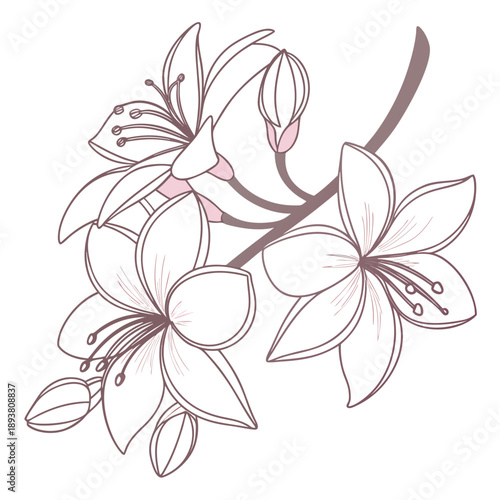 Delicate flower branch illustration