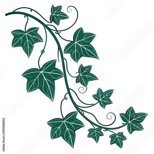 Elegant vine with green leaves