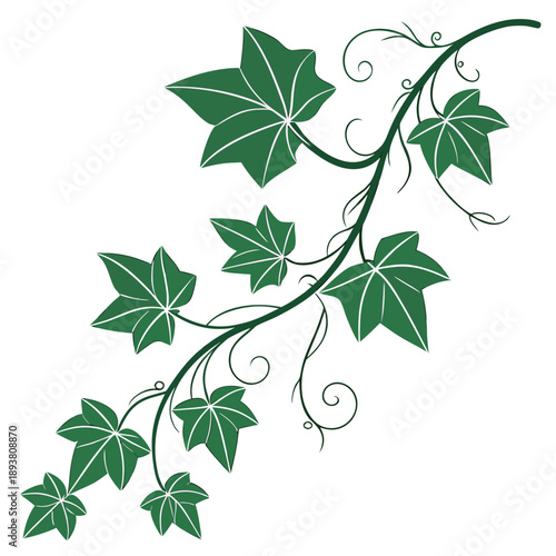 Elegant green leaf vine