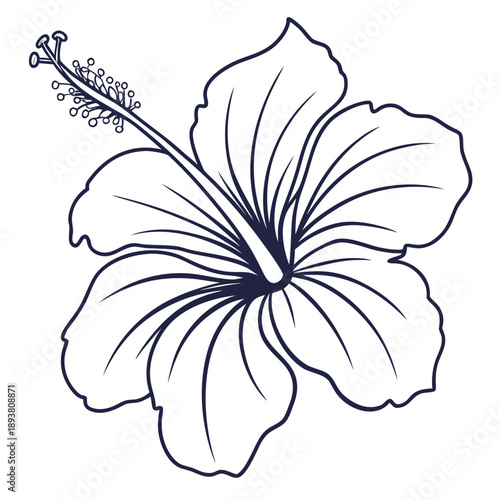 Illustrated hibiscus flower