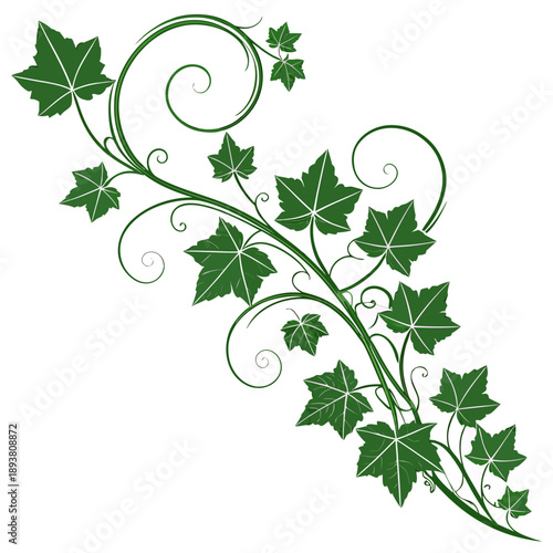 Elegant vine with green leaves
