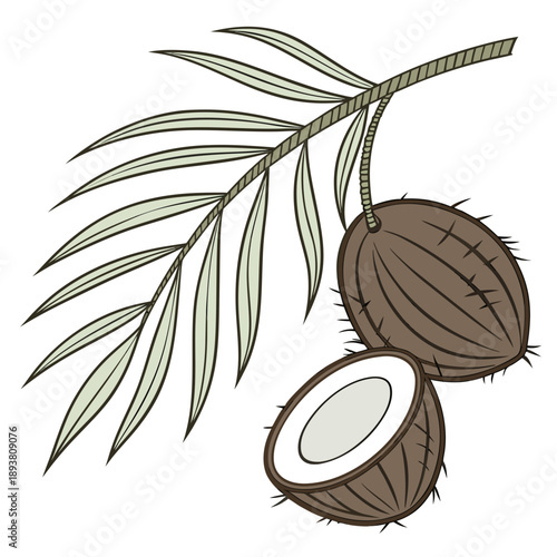 Coconut with leaf