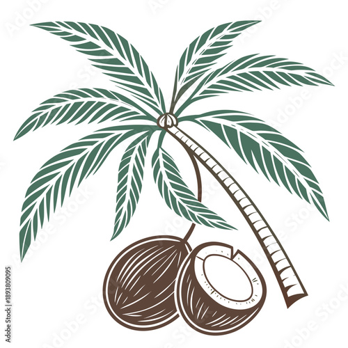 Tropical palm tree with coconuts