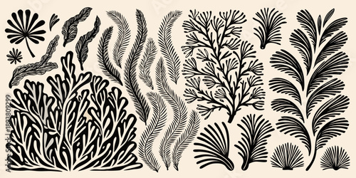 Vintage botanical illustration featuring various fern and plant arrangements
