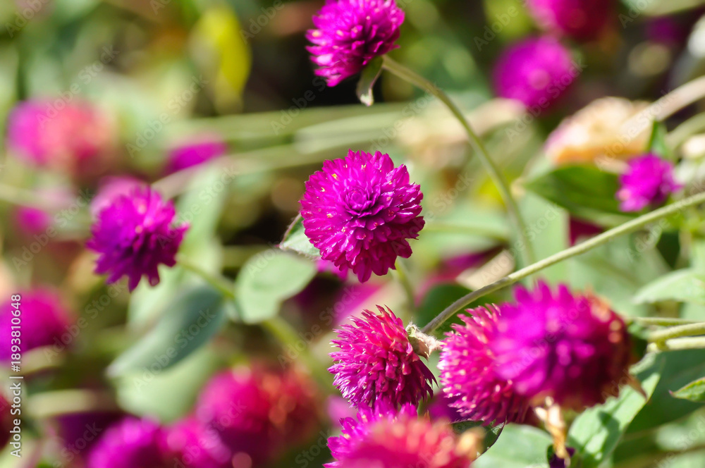 Fototapeta premium Amaranthaceae, Bachelors button or Globe Amaranthus or Gomphrena globosa L or fuchsia color flower