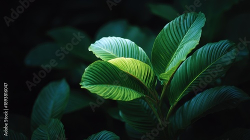 Close-up of a plant with large, green leaves. the leaves are arranged in a fan-like pattern, with the largest leaf in the center and the smaller leaves on either side.
