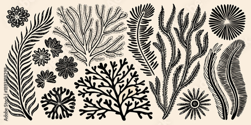 Vintage botanical illustration featuring diverse seaweed and marine plant life
