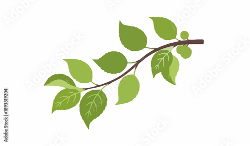 Apple tree branch with fresh green leaves botanical flat vector illustration isolated on white background