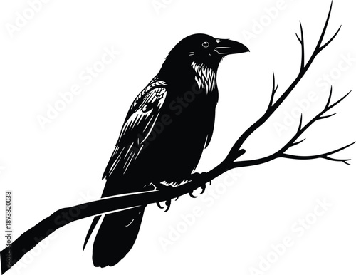 Black vector silhouette and detailed line art illustration of a large crow or raven perched on a bare tree branch for nature design