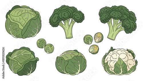 A detailed vintage-style set of various types of cabbage, including green cabbage, broccoli, cauliflower, and Brussels sprouts in color.