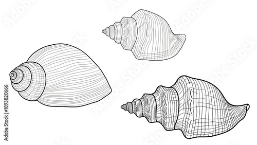 A set of three different seashells meticulously rendered in a detailed black and white engraving or line art illustration style.