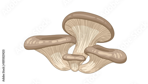 A detailed and realistic illustration of a cluster of fresh oyster mushrooms in a vintage, hand-drawn engraving style isolated on a white background.