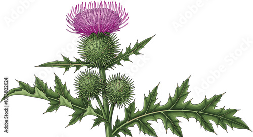 Botanical vector illustration of a single blooming purple thistle flower with prickly green leaves and sharp thorns for nature and wild garden design
