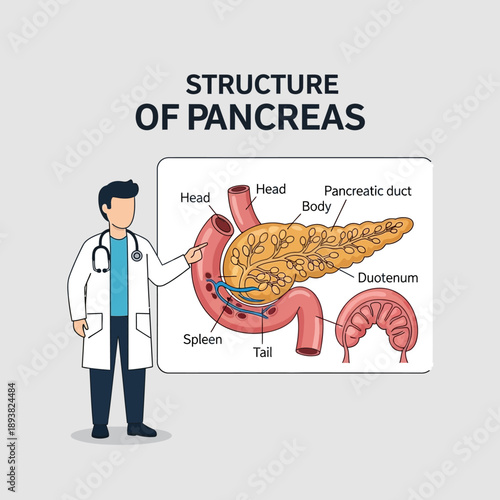 Doctor Explaining Pancreas Anatomy Diagram with Labels - Medical Illustration