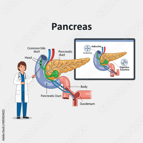 Doctor explaining pancreas anatomy and functions with diagram