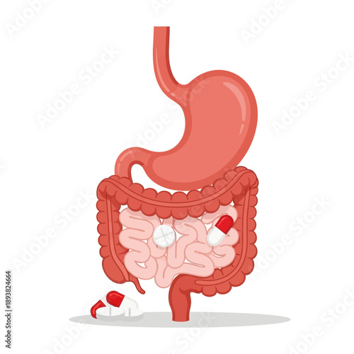 Digestive System with Pills and Capsules: Stomach, Intestines, Medical Treatment Concept
