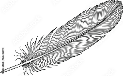 Hand drawn black and white feather illustration, vintage quill pen sketch, elegant bird plume element, isolated vector line art for engraving design projects.