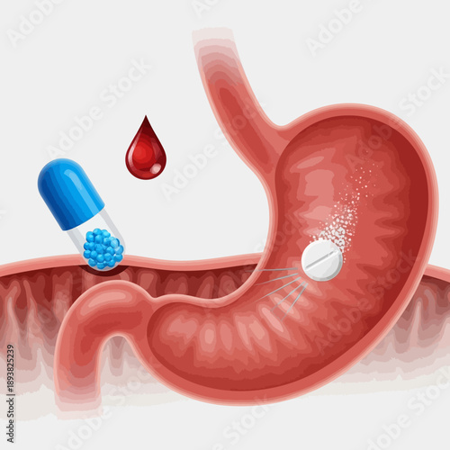 Stomach internal organ with dissolving tablet and capsule, medical illustration