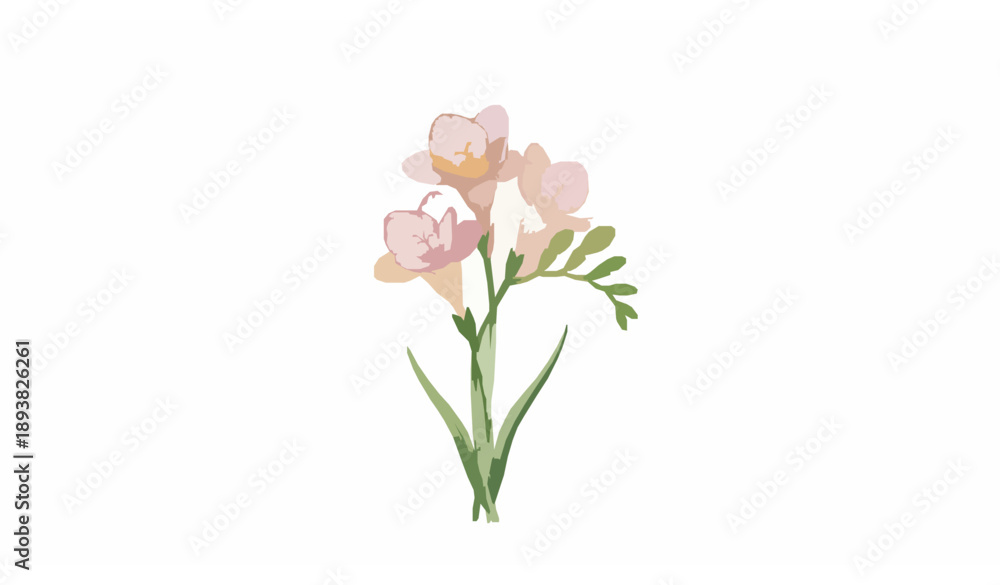 Fototapeta premium Minimal watercolor freesia bouquet elegant hand painted flowers on white background