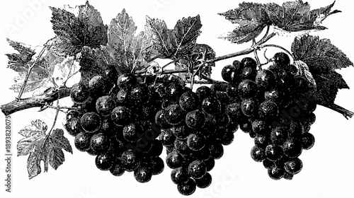 Vintage black and white illustration of ripe grape bunches on a leafy vine, old botanical engraving style, fruit design element
