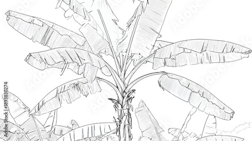 Detailed line drawing of a banana plant, top-down view. Hand-drawn botanical illustration, tropical foliage sketch art.
