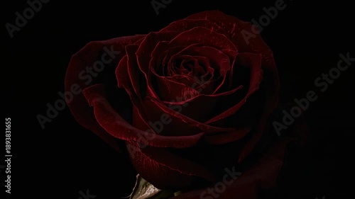 Moving studio light accentuating petals on dark red rose in black backdrop, revealing sepal texture
