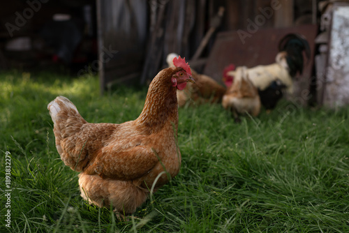 Free Range Hens Roaming in Lush Grass at Eco-Friendly Backyard Poultry Farm During Late Afternoon