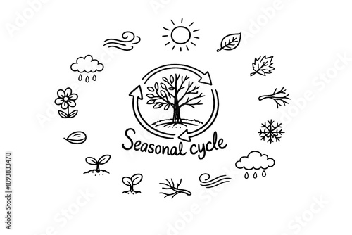 Seasonal cycle. Hand-drawn doodle illustration of Seasonal cycle. In the middle, one slightly larger central