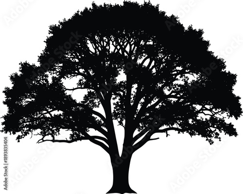 Black silhouette of a large oak tree with spreading branches and dense foliage isolated on white background, nature design element for vector graphics