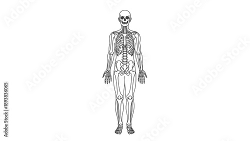 Human skeleton anatomy illustration