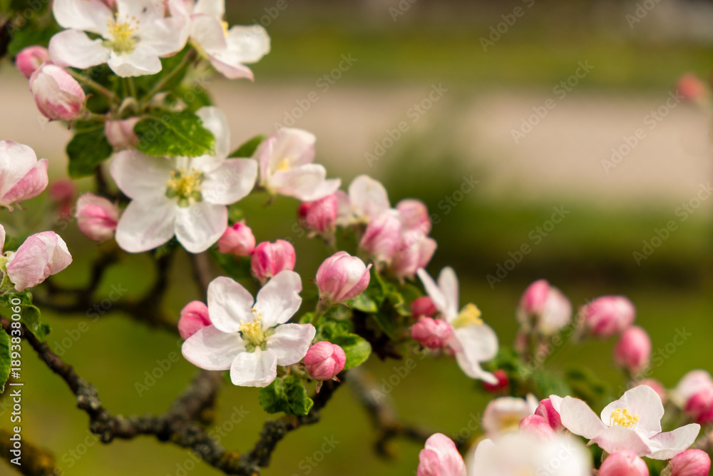 Fototapeta premium a blooming apple tree that can be used as a background