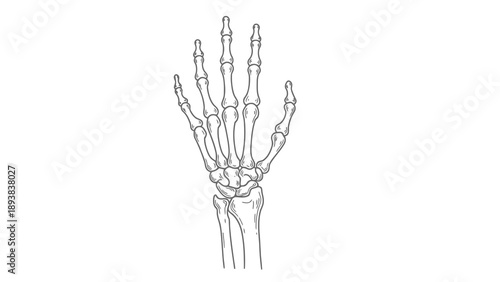 Detailed illustration of human hand bones