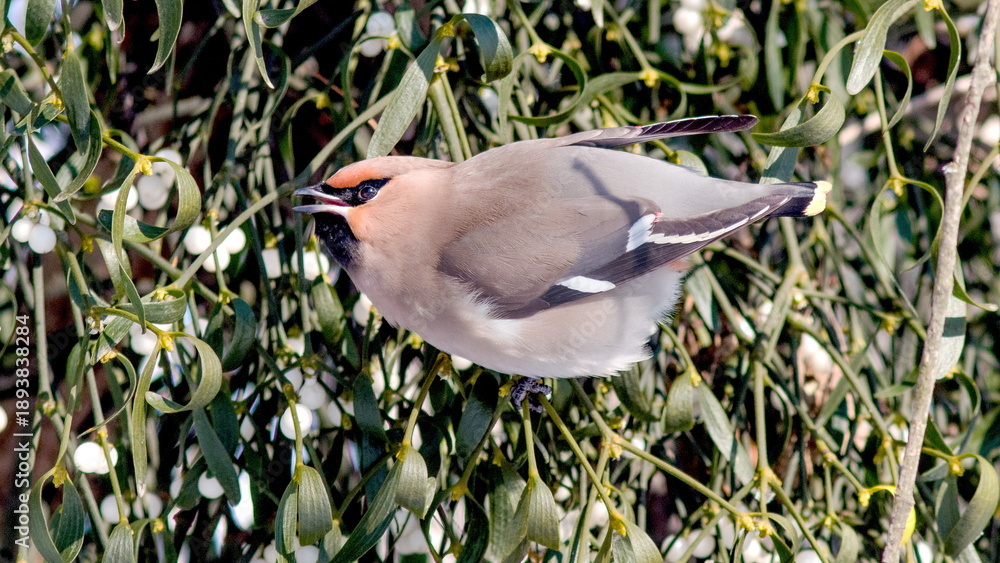 Obraz premium bird in the grass