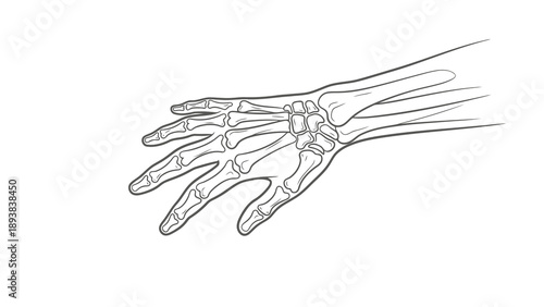 Detailed illustration of human hand skeleton