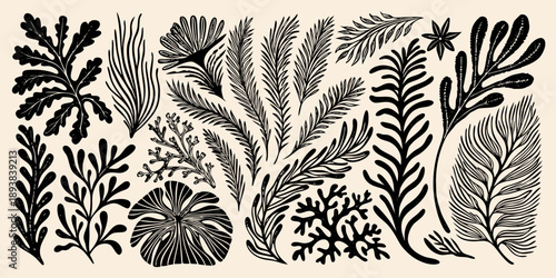 Vintage botanical illustration featuring various types of seaweed and marine plants