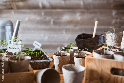 Young pepper and tomato seedlings in peat pots arranged on wooden gardening table. Spring home gardening scene with biodegradable containers and rustic background