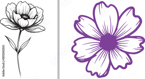 Minimalist botanical vector illustrations featuring a delicate black ink sketch of a blooming peony on a stem alongside a bold purple line art cosmos flower head.