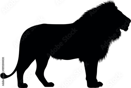 Silhouette of a male lion standing in profile