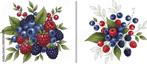 Vibrant botanical vector illustrations featuring mixed berry clusters. Includes detailed blueberries, raspberries, blackberries, and redcurrants with lush green leaves and delicate line art accents.