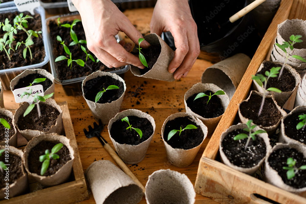 Fototapeta premium Hands arranging young vegetable seedlings in biodegradable peat cups on rustic table. Indoor gardening process with tomatoes and peppers